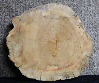 Red Flame Box Elder Round Cut Rustic Project Craftwood Lumber Slab