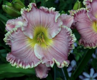 Sweetest Name I Know Emmerich 2010 DAYLILY Double Fan