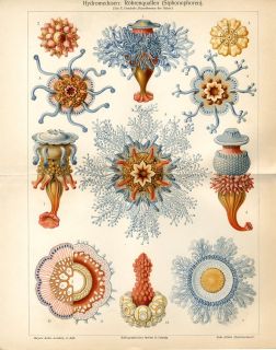 1894 Ernst Haeckel Jellyfish Medusa Antique Chromolithograph Print