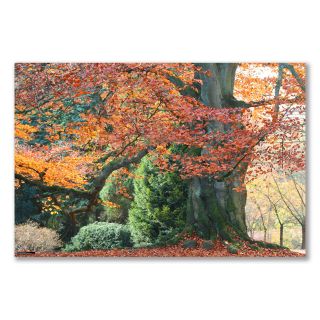 A2 Medium Poster Fagus Sylvatica Purpurea Tree Autumn