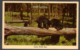 native wild bears evart michigan vintage postcard