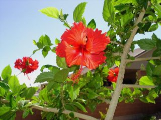  Rosa sinensis Red Tree Hibiscus Exotic Dangling Flowers Plant
