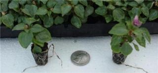 92 Small Live Plant Plugs Impatiens Super Elfin Lilac