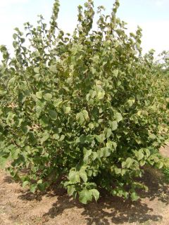 Hybrid Hazelnut Trees Filbert Hazelnuts 2 to 4 Feet Tall