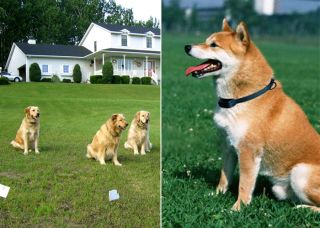  for PetSafe Electronic Pet Dog Fencing System 300 Meters
