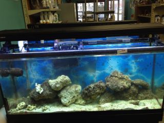 55 Gallon Aquarium Fish Tank with Wood Stand