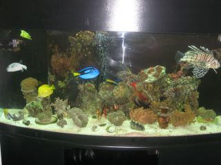 Saltwater Fish Tank Reef Tank Aquarium Full System call me 9095326819