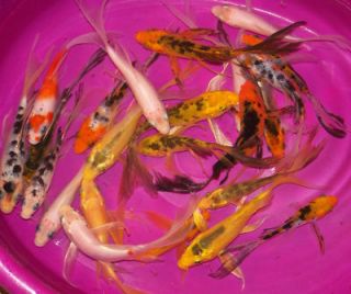  6 Lot 3 in Butterfly Koi Live Pond Fish
