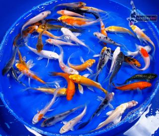  Assorted Unpicked Butterfly Standard Fin Live Koi Fish Pond NDK