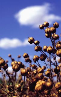 Brown Flax Seeds Premium Organic 1 16 Pound 
