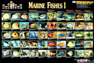 Marine Fishes I (2 versions   Aqualife and Hai Feng Feed)