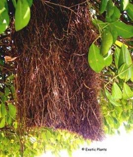 banyan tree ficus benghalensis 100 seeds the banyan tree is native to