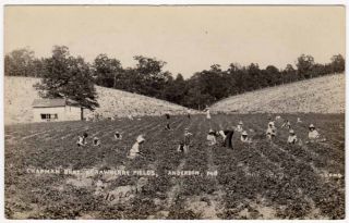  Postcard of Chapman Brothers Strawberry Fields in Anderson, Missouri