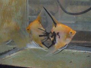  High Coverage Koi Parriaba Live Angelfish Freshwater Aquariums