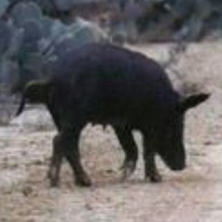  Hunt For 2 So Texas Includes Lodging Boar Pig Hunting Feral Hogs Deer