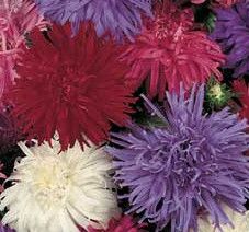 Coloriffic Flowers, China Aster Mix Fresh Seeds