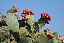 Opuntia ficus indica plant, also known as Indian or Barbary Fig