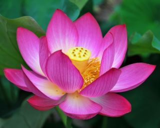 China Lotus Flower Seed Blue Pink Red White Yellow Etc
