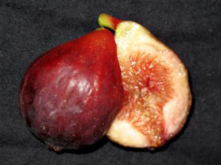 Fig Tree cuttings Brooklyn Dark Sweet and Good Flavor Cold Hardy