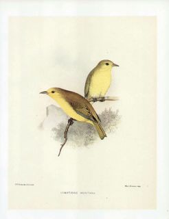 FREDERICK FROHAWK print endemic Hawaiian bird MAUAI CREEPER