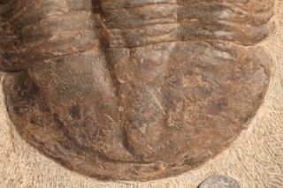 Asaphellus Stubbsi Trilobite Lower Ordovician Morocco