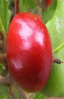 Fruit Tree Synsepalum Dulcificum Edible Berry Live Plant Inpot