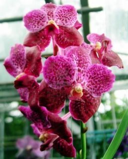  1 Orchid Vanda Fuchs Delight Katsura
