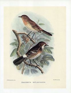 Frederick Frohawk Print Hawaiian Bird Chasiempis Sandwichensis Gayi
