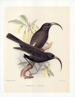 Frederick Frohawk Print Endemic Hawaiian Bird Black Mamo