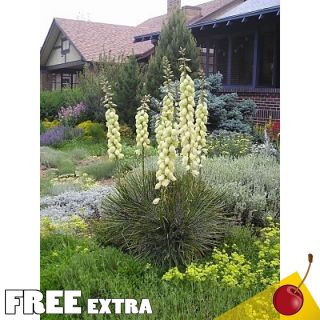Soap Weed Yucca glauca 25 Extra Seeds