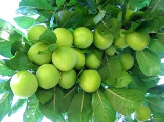 Anatolian Heirloom Green Kastarca Plum Fresh 5 Seeds