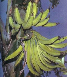 Musa Plantain African Rhino Horn Banana Plant Fruit Tree