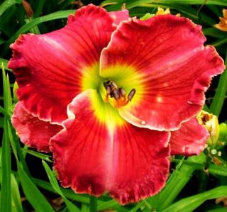LIPS OF FIRE RED DAYLILY  DF   LIVE PLANTS   PERENNIAL FLOWERS