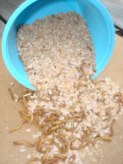 1000 live mealworms for 13 99 and  1 2 inch to 3 4 inch