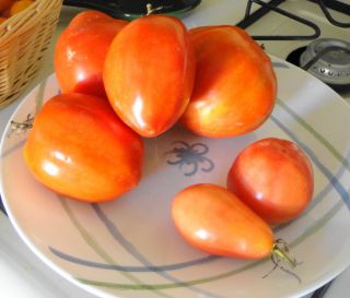2013 Fresh ✽ 25 Heirloom Tomato Seeds ✽ Amish Paste ✽ Organic