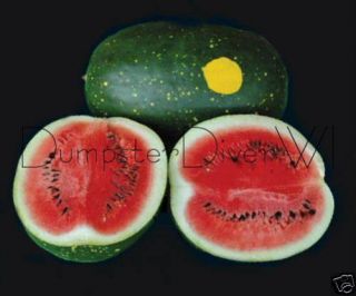 Moon Stars 40 lb Watermelon Organic Heirloom 20 Seeds