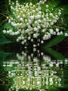  LILY OF THE VALLEY 35 PIPS PLANTS ROOTS Old fashioned garden favorite
