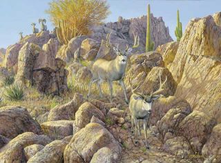 Sonora Sunrise Mule Deer by Ron Van Gilder