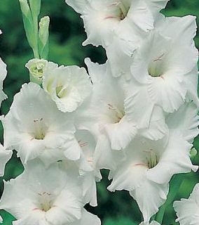 RARE Perennials Gladiolus White New Flower Bulb