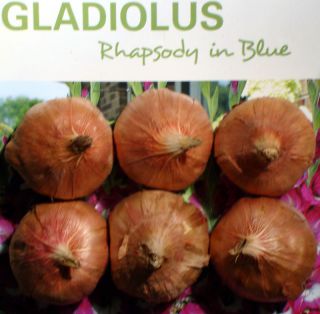 Gladiolus Rhapsody in Blue Flower Bulbs Packed 6 Flower Bulbs