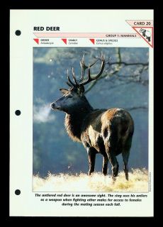 The Red Deer Mammal Fold Out Info Sheet Wildlife Fact File 20