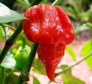 HOT PEPPER LIVE PLANTS TRINIDAD SCORPION BUTCH T Guinness Record