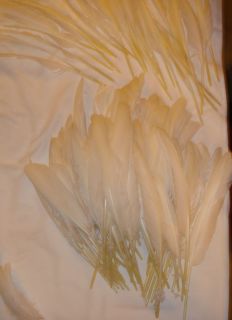Tundra Swan Primary Wing Feathers 40