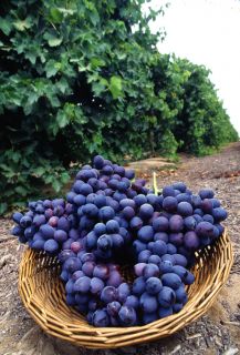 ファイルAutumn Royal grapes
