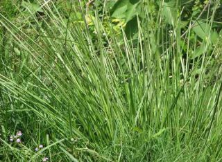 Vetiver Grass