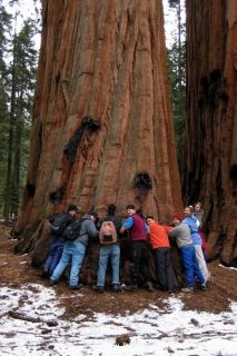 GIANT SEQUOIA TREE~Seed~~~~~The King of Trees