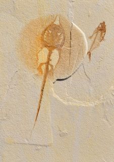 FOSSIL GREEN RIVER STINGRAY SKELETON HELIOBATIS WITH ASSOCIATED FISH