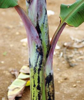 Gros Michel Banana Plants RARE Variety
