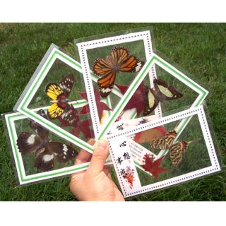 Handmade Craft 5 Real Butterfly Card Colorful 4