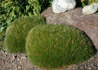 Festuca Fescue Scoparia Seeds